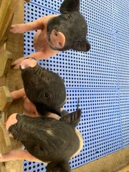 -萌宠亲子动物乐园(槐房万达店)