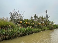 -江门古劳水乡旅游区