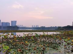 -暨阳湖生态园