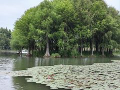 -贡湖湾湿地公园