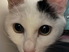 -安安宠医·安宠宠物医院