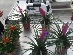 -上海鲜花港