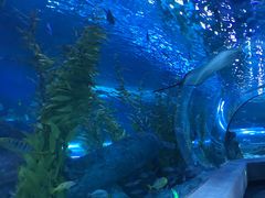 -芜湖新华联大白鲸海洋公园
