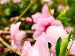 -上海辰山植物园