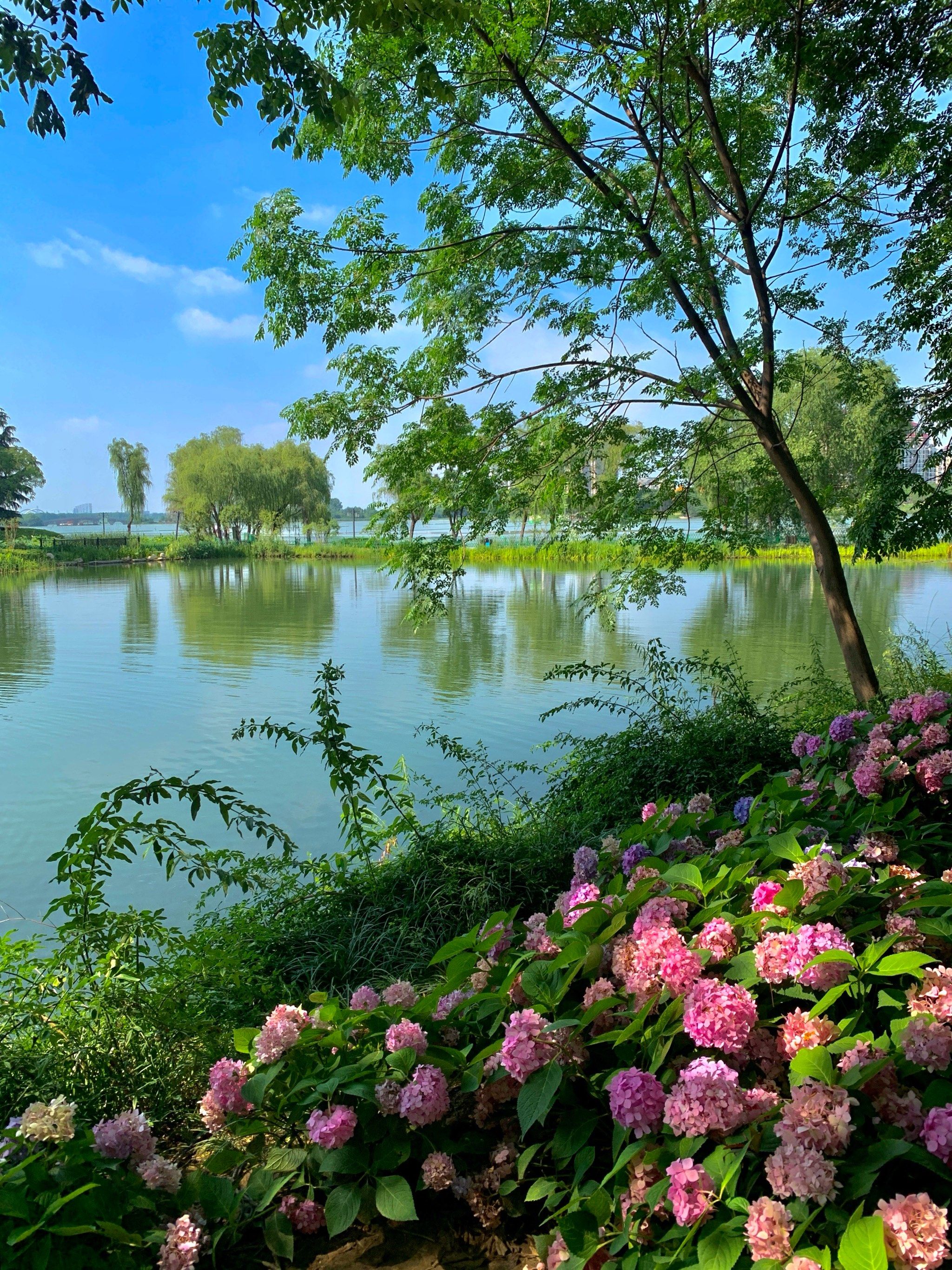 武汉的免费公园已经美到next level!