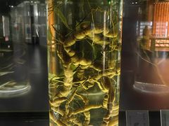 -广东中医药博物馆