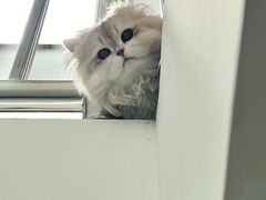 -艾贝尔宠物医院 ·内科全科(梁溪路店)