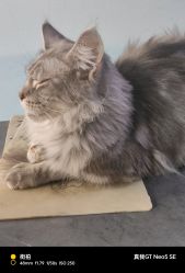 -V一刺青·纹身   穿孔    清洗