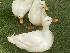 -HERRE·FARM 赫尔露营农场·团建聚会包场