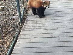 -成都大熊猫繁育研究基地