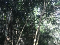 -呀诺达热带雨林