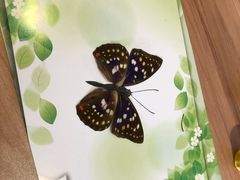 -上海昆虫博物馆