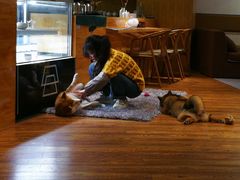 -柴务处·柴犬主题狗咖