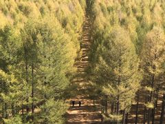 -塞罕坝国家级自然保护区