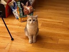 -宠颐生汉谟拉比宠物医院