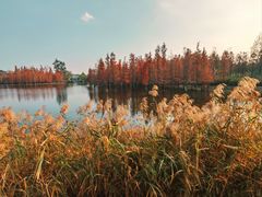 -白鹭湾湿地公园
