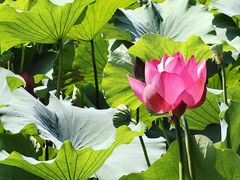 -莲池书院博物馆