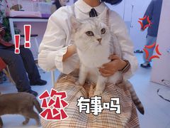 -我爱猫咪·猫咖·狗咖·安哥拉兔·羊驼咖(小寨华旗店)