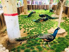 -辛玛王国游乐园