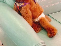 -百好乐宠物友好餐厅(朝外大街店)