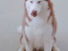 -星多哈·狗咖·拼豆·咖啡
