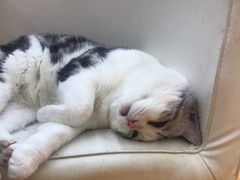 -袖虎宠物(锦绣生态园店)