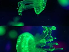 -南昌融创海世界