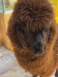 -神奇动物撸宠馆·羊驼·小浣熊·异宠(豫园店)