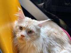 -帕帕拉兹宠物(亚洲旗舰店)