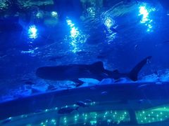 -成都浩海立方海洋公园