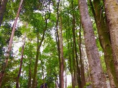 -火炉山森林公园