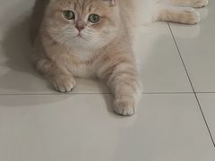 -欣宠猫屋·矮脚拿破仑·蓝金金渐层
