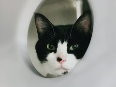 -凯特喵百思猫专科医院