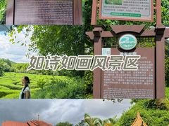 -大屏嶂森林公园