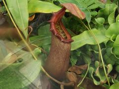 -国家植物园南园