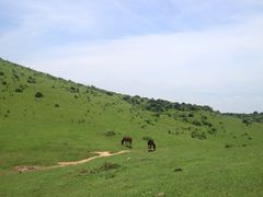 -大姆山草场