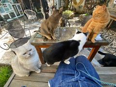 -喵屿·大理花园猫咖