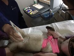 -爱侣·安琦尔宠物医院·中兽医针灸·心内科·狂犬免疫点(宝山区院)