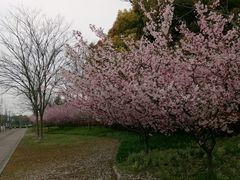 -上海师范大学附属中学(三林校区)