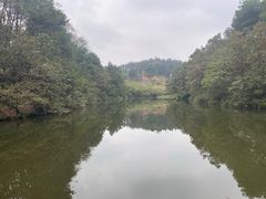 -铁山坪森林公园