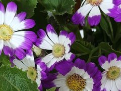 -双季花艺园艺市场(浦东店)