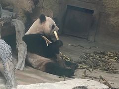 -常州淹城野生动物世界
