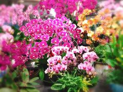 -卜蜂莲花(杨高南路店)