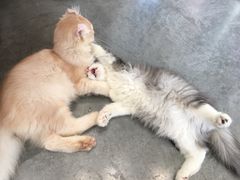 -瞄一喵猫咖(格力海岸店)