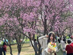 -武汉大学-樱园