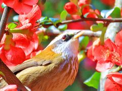 -成都大熊猫繁育研究基地-熊猫厨房