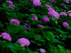 -万柳高尔夫俱乐部