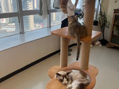 -共舞时光猫咖·狗咖(新街口店)