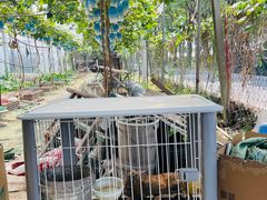 -马陆小张葡萄园农家乐