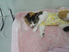 -达爱动物医院·犬猫分区·CT·复杂眼科(远洋山水分院)